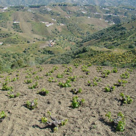 Cicerones-rurales-agroturismo-en-malaga-enoturismo-ruta-de-la-pasa-Moclinejo-fincas-parras
